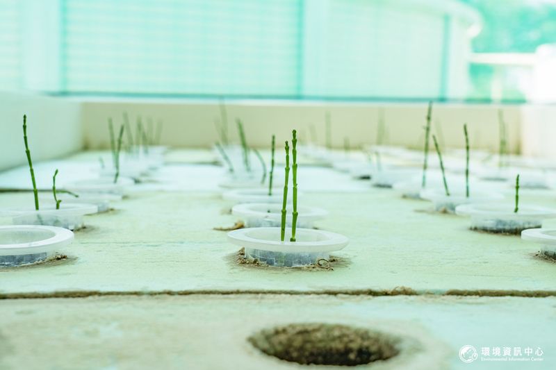 想像不到的海水淡化鹵水再利用：養魚、種菜、還能做吸碳水泥