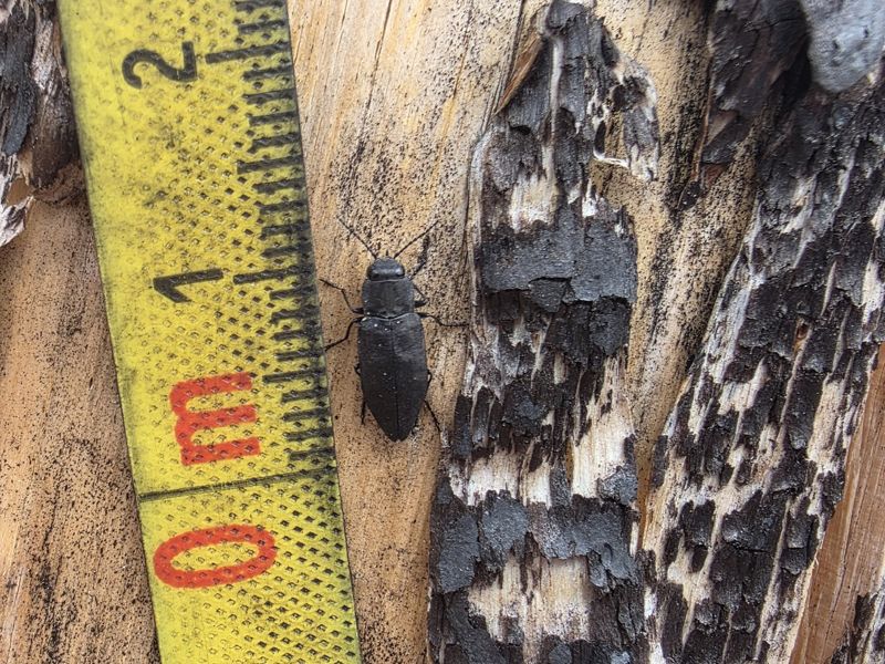 「聽見」野火的甲蟲：喜火性昆蟲如何成為火災偵測技術原型？