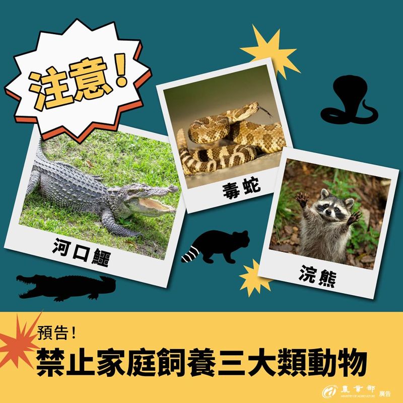 禁養名單新增641種動物 浣熊、毒蛇上榜 狐獴將列有條件飼養「灰名單」