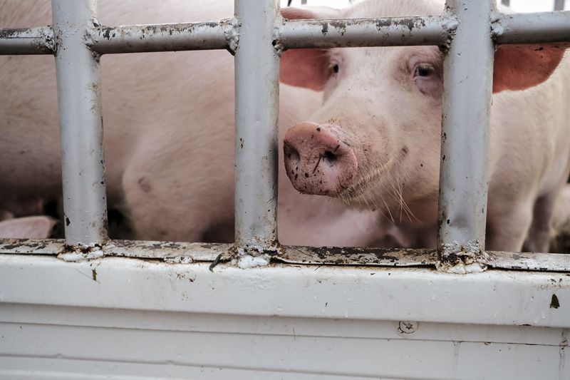 熱緊迫與嚴重外傷 美國每年千萬隻農場動物 因惡劣運輸環境而死
