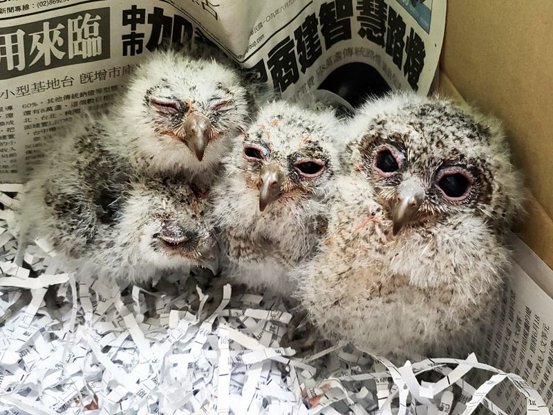 我們與野鳥的距離：救傷觀察守護落難鳥兒重回天際