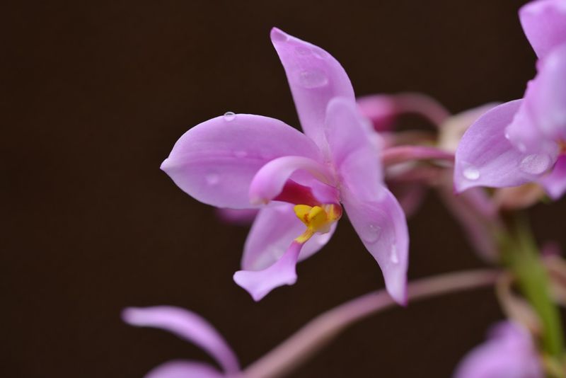 蘭嶼紫苞舌蘭的號召 當瀕絕物種遇到婆婆媽媽 「蘭花之島」指日可待