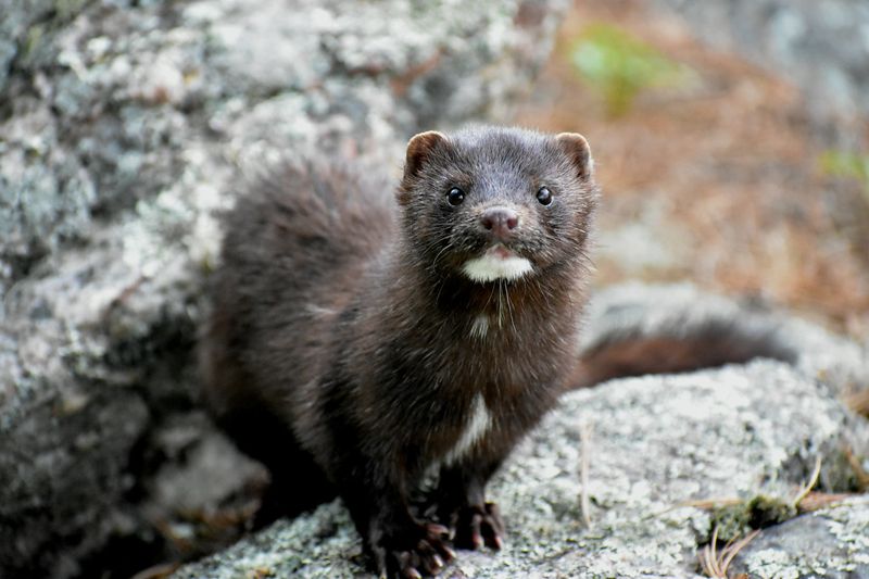 丹麥染疫鼬類逃跑 科學家憂感染野生動物