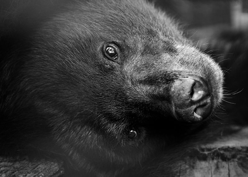 凝視靈魂深處：《無神之地》記錄收容動物輓歌
