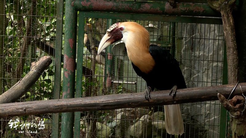 不一樣的生態鳥園 讓傷鳥可以安心的家