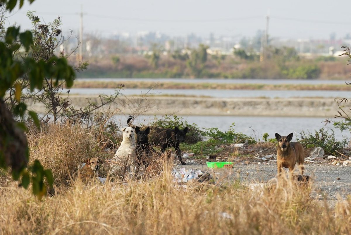 遊蕩犬侵擾事件頻傳 南部鄉間野鳥天堂處處危機