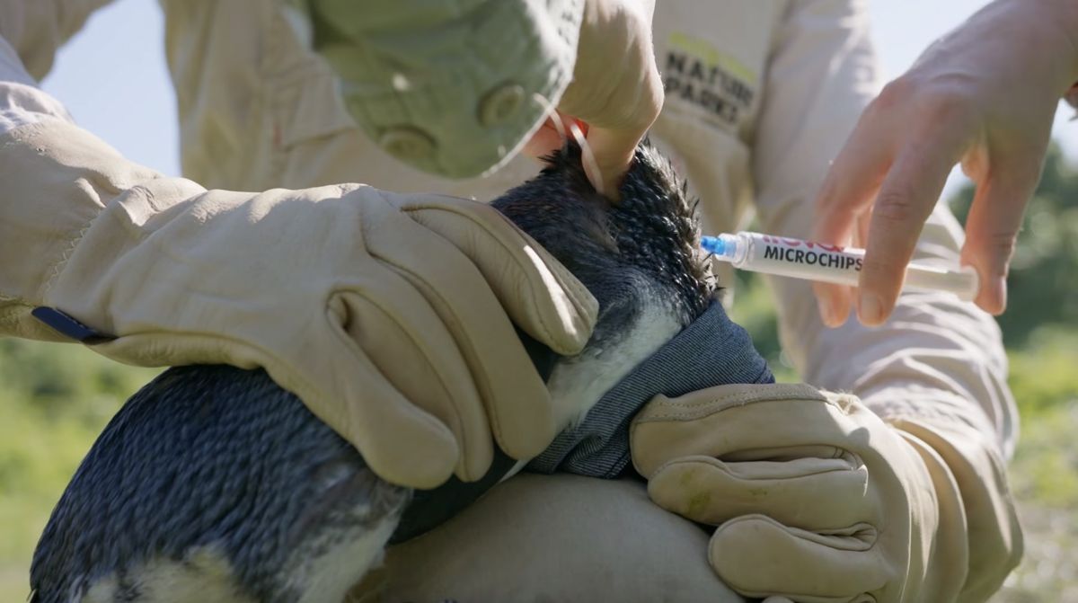 H5N1禽流感入侵澳洲 當局為菲利浦島5000隻野生小企鵝打疫苗