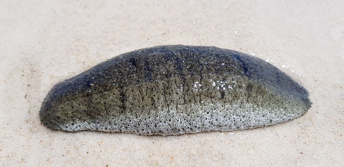蛙腿、鰻魚與海參 CITES瀕危物種國際貿易管制——誰是贏家和輸家?