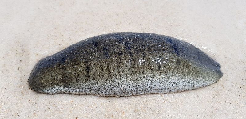 蛙腿、鰻魚與海參 CITES瀕危物種國際貿易管制——誰是贏家和輸家？