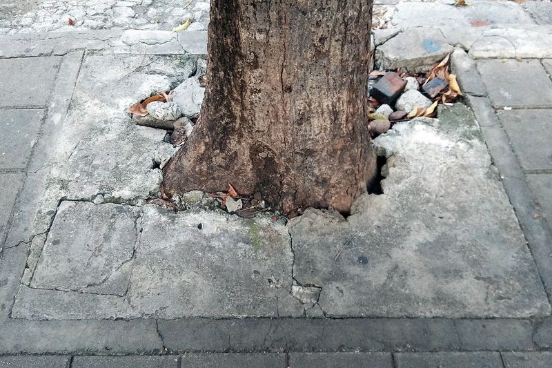 樹命