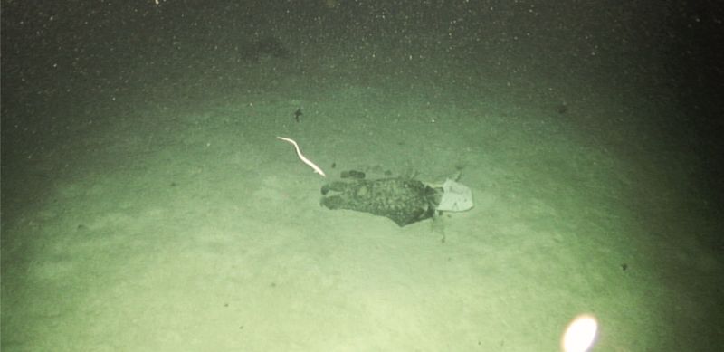 愛爾蘭外海2公里深海底 塑膠垃圾驚現冷水珊瑚棲息地