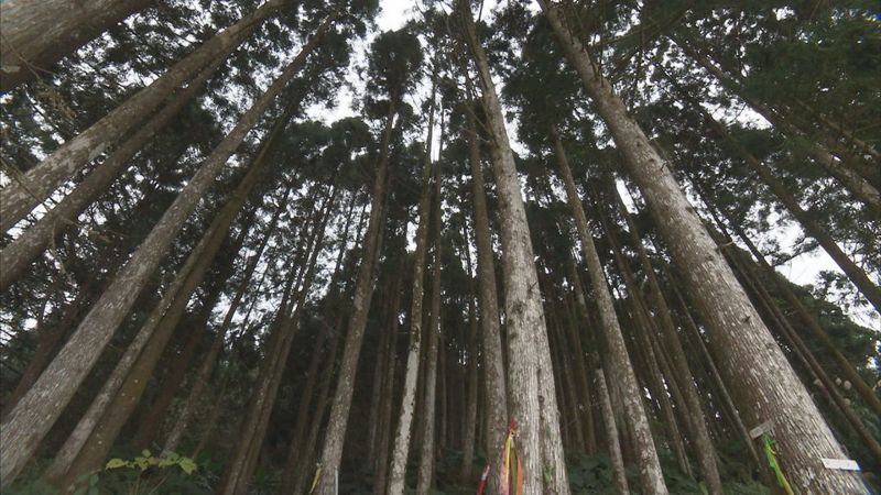 十年一瞬 台灣永續林業的第一哩路