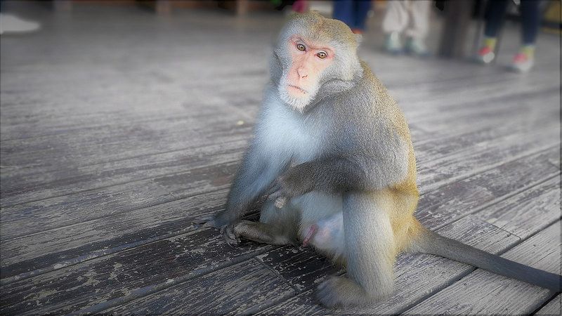 保育類動物調整 台灣獼猴等8種調為一般類 新增草花蛇等17個種