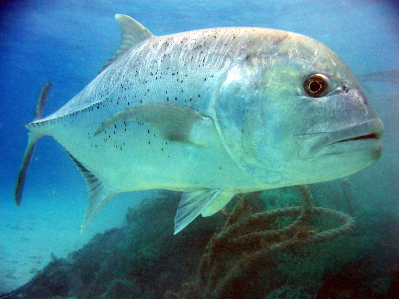 戴昌鳳：浪子變「寵物」 牛港鰺釣出潛客餵魚亂象