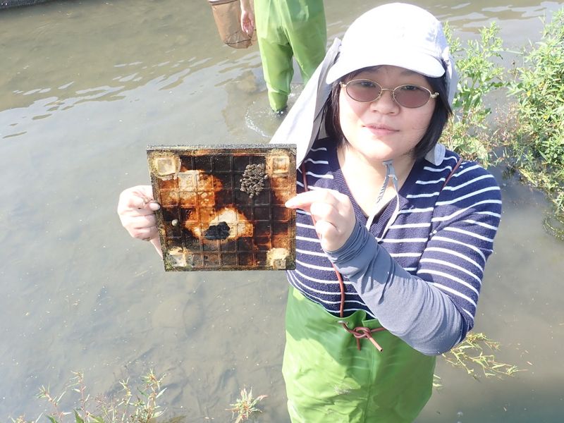 農田水道水泥化，試做「鰕虎產房」來彌補