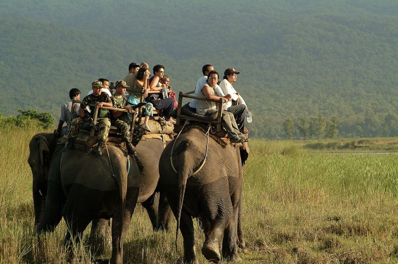 聯合國:全球野生動物的未來 命懸永續旅遊