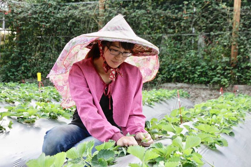 想找安心好吃的草莓？女農袁婧清率領生態神隊友，果園減藥減肥五成，草莓更健康