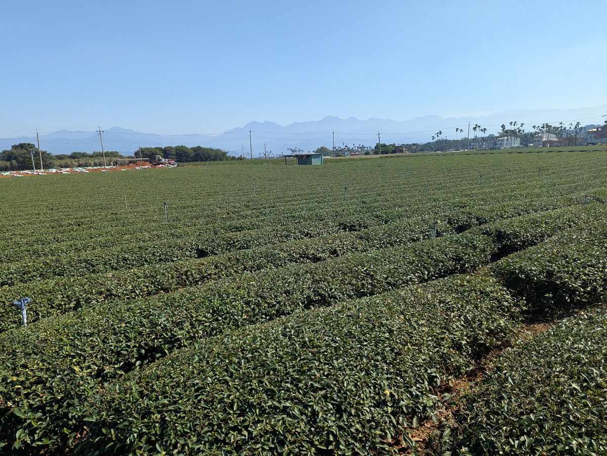 從開喜婆婆到手搖王國 茶鄉的焚化爐焦慮