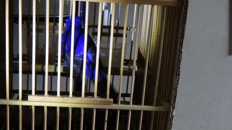 不肖商人濫捕保育珍禽販賣牟利 保七積極循線一舉緝獲