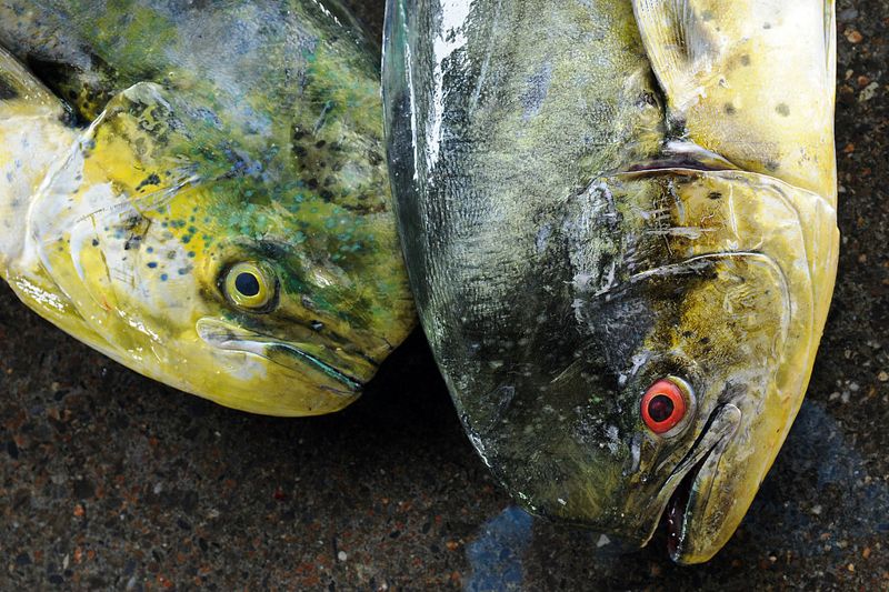 陳昭倫：魚槍、魚線、魚網盡頭的省思