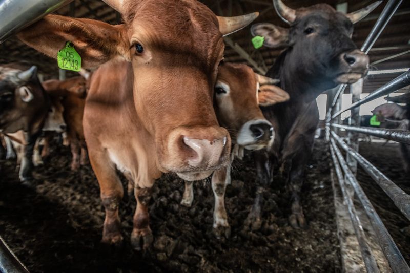 不是禁止吃肉 動保、環保團體聯手立委籲「氣候法」納低碳蔬食