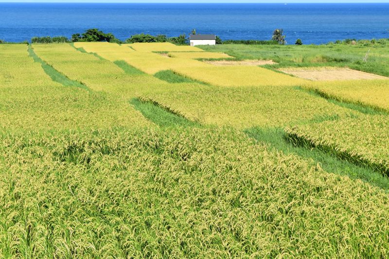 生態給付找回農田景觀 農民也能貢獻生物多樣性「國庫」