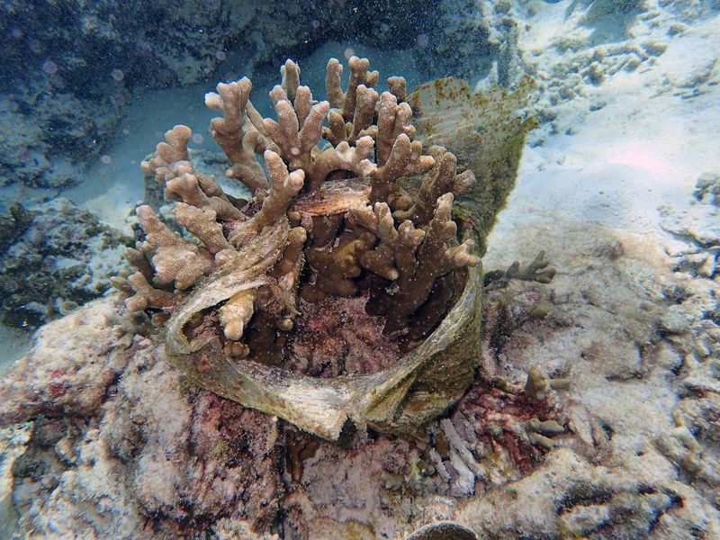 塑膠碎片有如生鏽小刀片 珊瑚被「纏上」易染病死亡