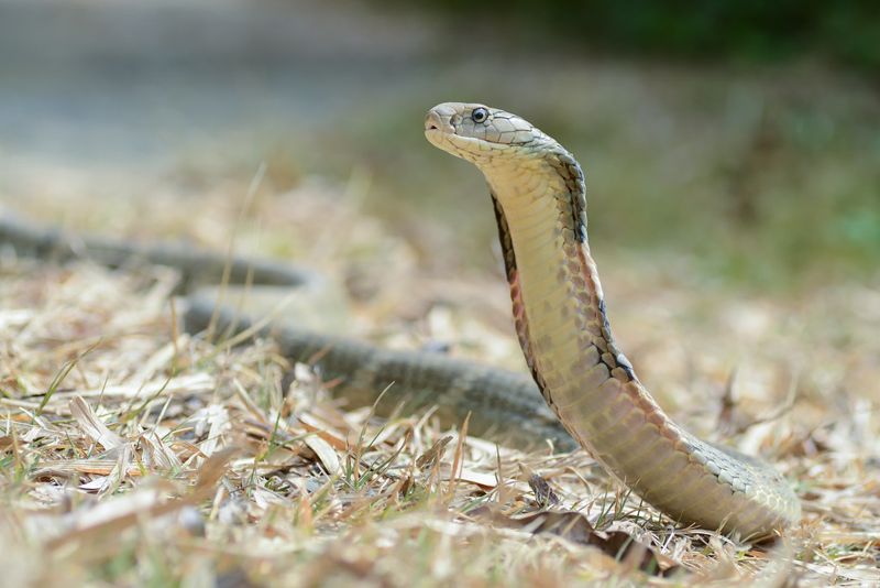 全球1/5爬行動物恐滅絕 林地喪失、獵捕、外來入侵種是致命威脅
