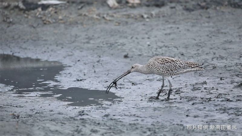 為候鳥開餐廳 鷸、鴴科水鳥在宜蘭的高品質驛站