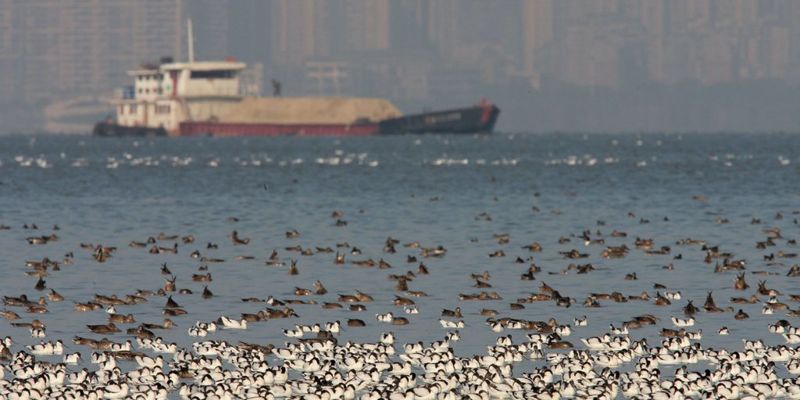 黃唇魚也困惑 從深圳灣環評造假案 看中國「生態紅線」制度的尷尬