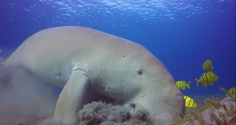 IUCN紅皮書更新:東非儒艮極危 鮑魚陷人類捕食與海洋熱浪雙重危機