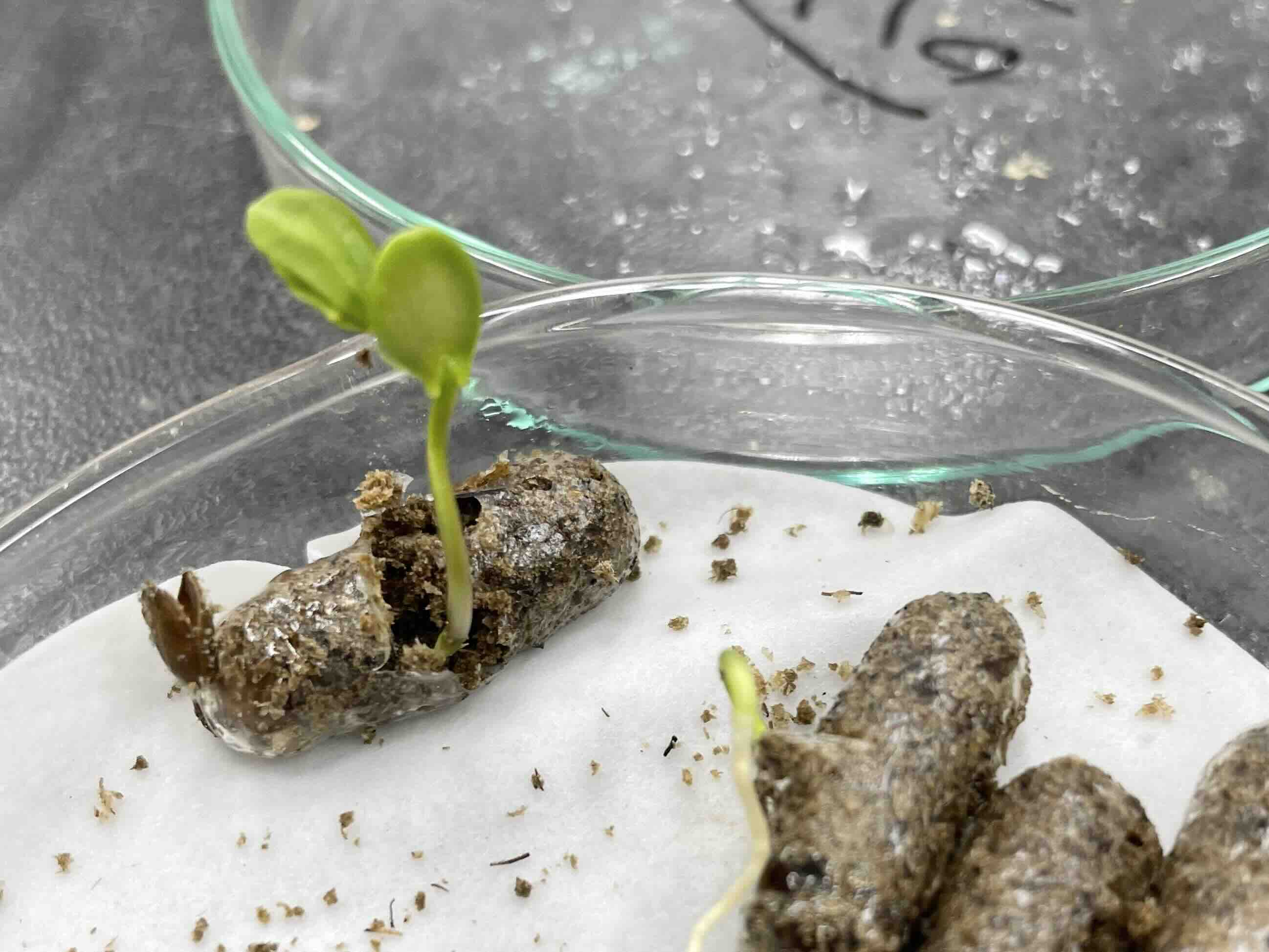 可種植用種子膠囊。圖片來源:鍾智昕提供