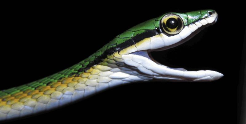 2025年新物種揭祕：那些我們差點錯過的地球鄰居