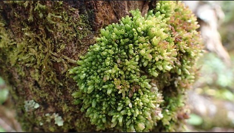 大樹公寓與房客們的二三事 ──附生植物