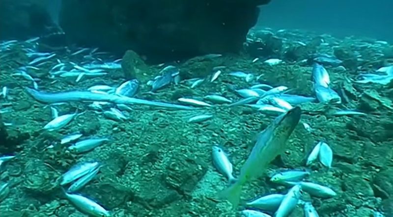 無差別「炸魚」毀珊瑚礁與鯨豚 光靠執法難根絕