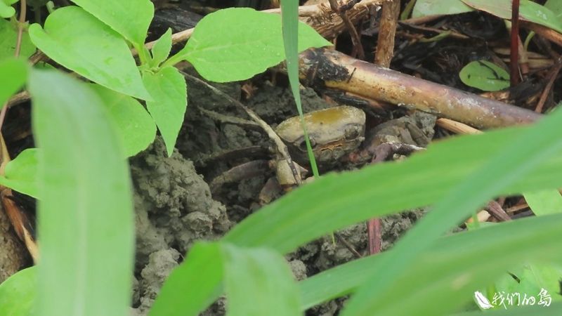 墓光之城 南山公墓不只面臨文資、開發課題 還是南海溪蟹的家