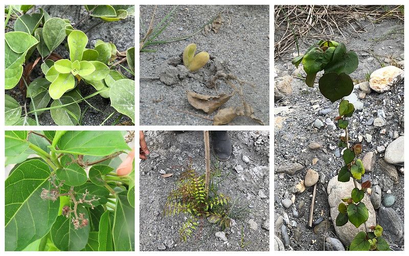 卑南溪口治揚塵 高矮植被排排站 海岸樹種總動員