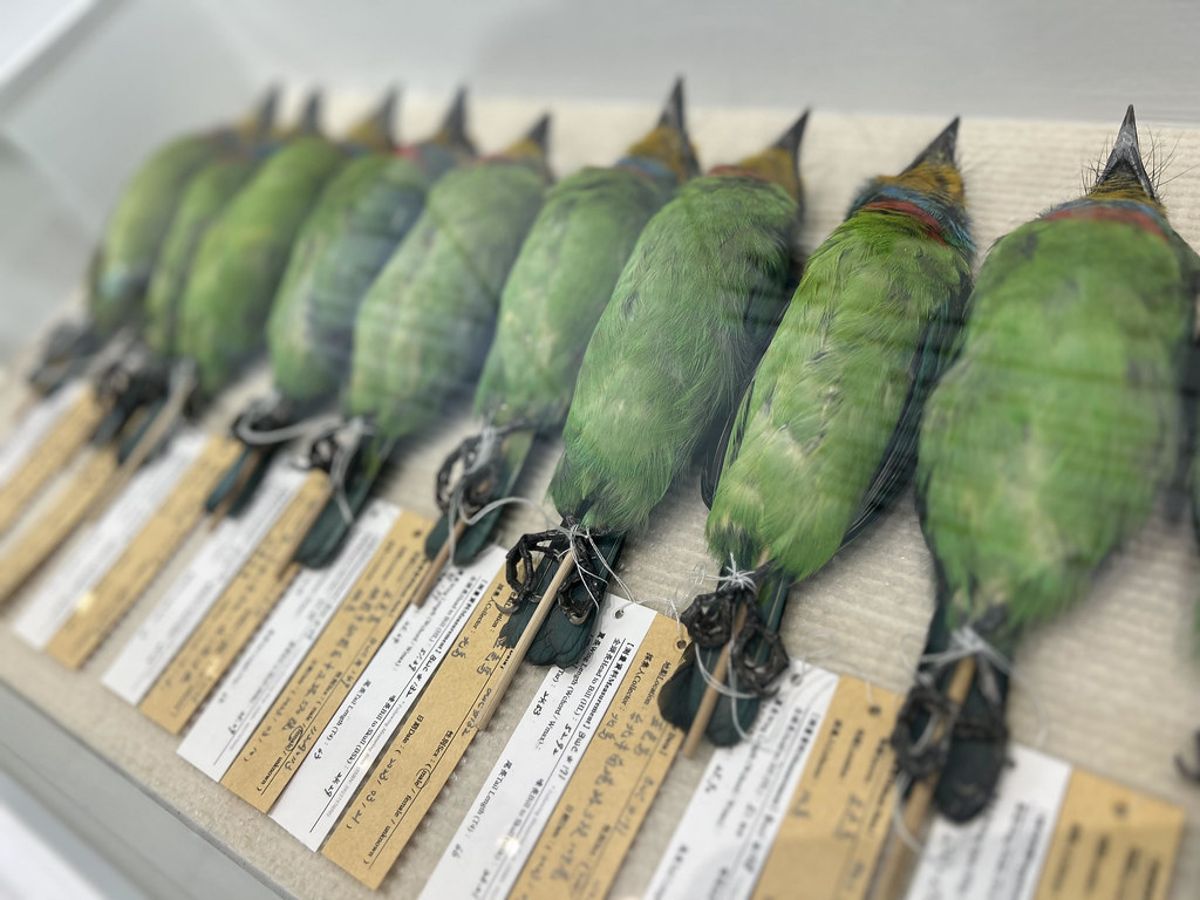 遺體的無聲控訴——台大野生動物標本展 展出一個又一個「死前一刻」的故事
