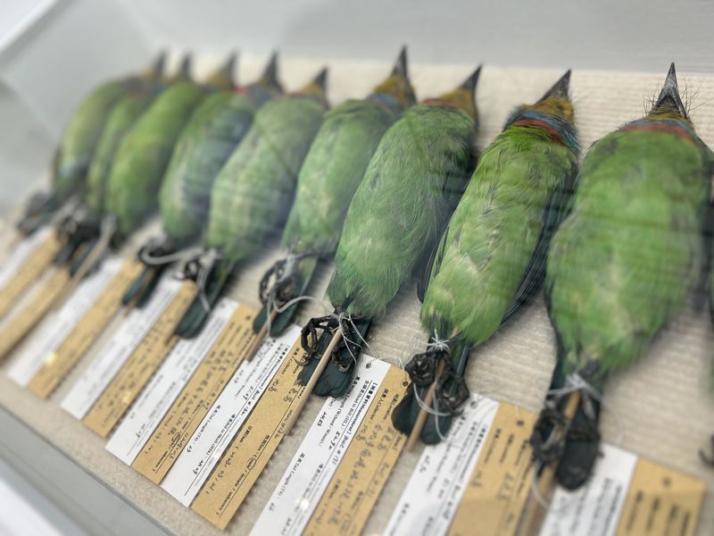 遺體的無聲控訴——台大野生動物標本展 展出一個又一個「死前一刻」的故事