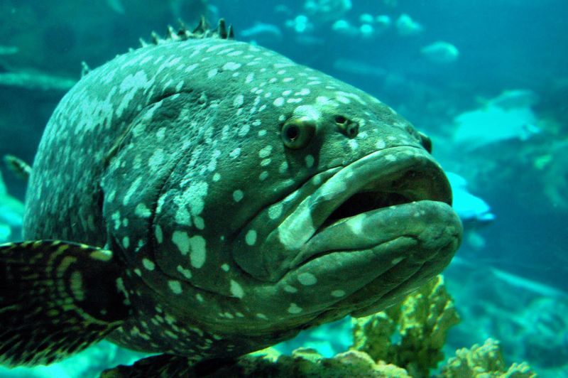 紐西蘭海洋熱浪 驚見3000公里外熱帶魚出沒