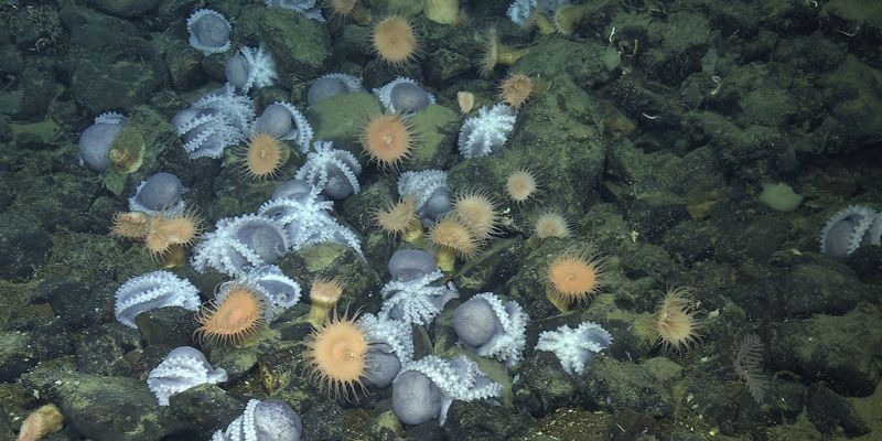 科學家發現加州深海「章魚花園」 逾2萬隻章魚群聚海底溫泉創造生態綠洲