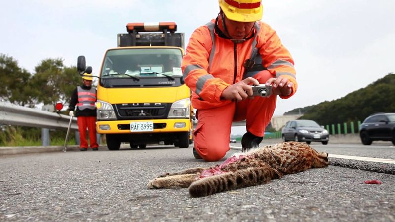 國內首部道路生態指南 高公局出版《路死誰守》 不讓動物白白捨去