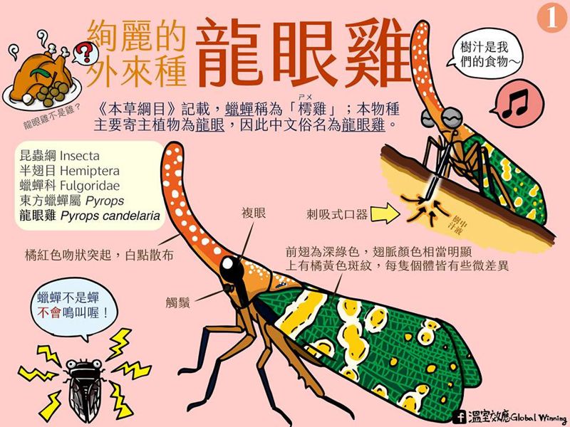 絢麗的外來種 龍眼雞