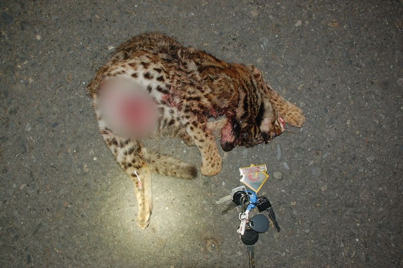 石虎保育再掀關注 集集新增一例路殺 年初台中港死亡個案證實為「路殺後遭犬傷」