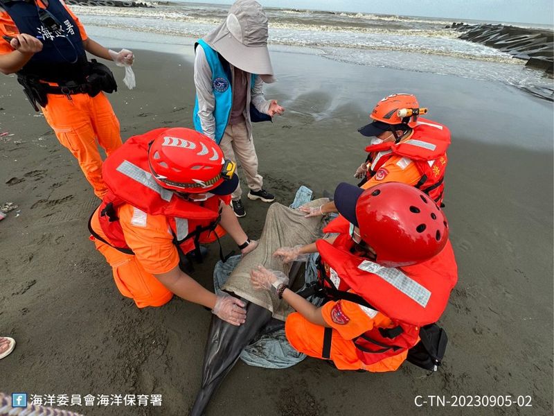 台南沿海2隻海豚擱淺搶救中 學者：不排除是颱風從東部吹來