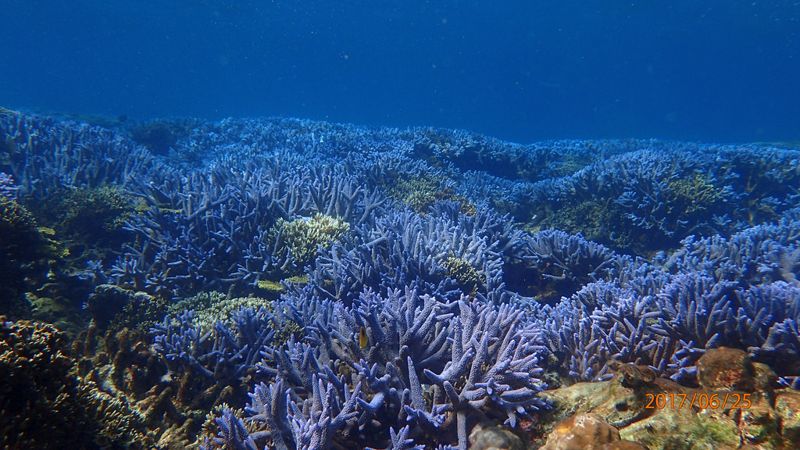 澎湖東嶼坪珊瑚礁體檢 業者自發參與護生態
