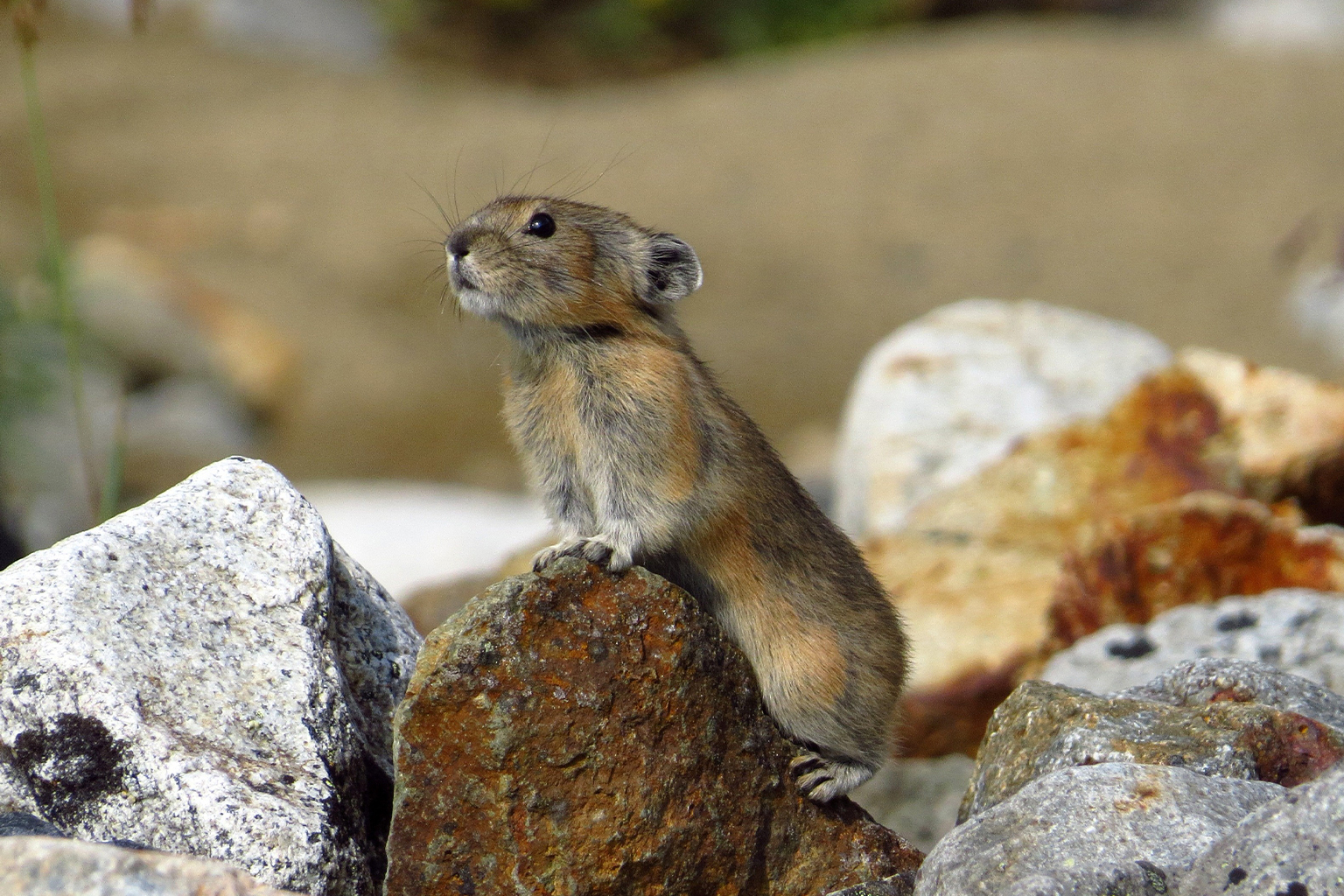 鼠兔(pika)是兔猻重要的食物來源。大規模使用滅鼠藥,會減少兔猻的食物來源,且危害健康。圖片來源:Юрий Емельянов/WikiCommons(CC BY-SA 4.0)