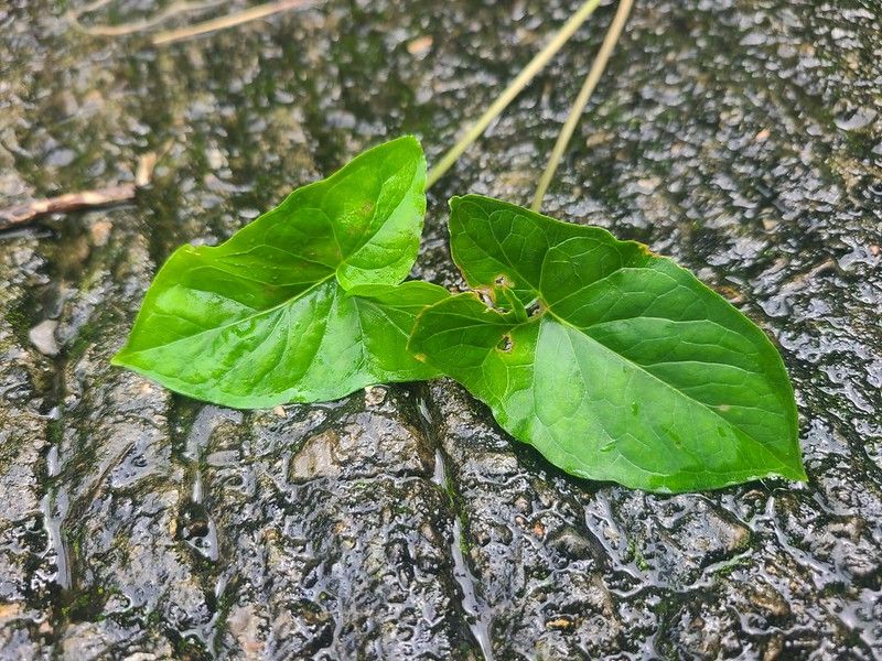長在野外的可愛觀葉植物：土半夏
