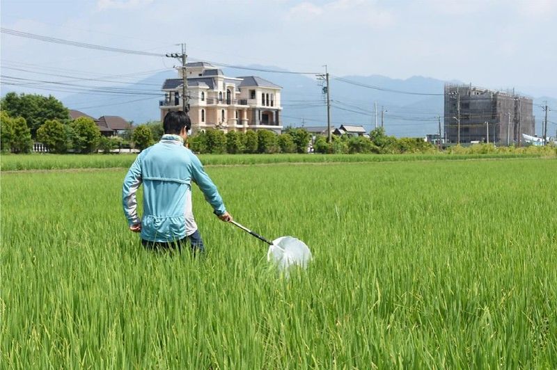 不用農藥加上營造棲地 天敵來了瘤野螟說再見