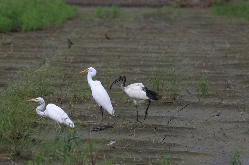 一年內淨空埃及聖䴉？ 林務局目標完全移除 學者建議三年較務實